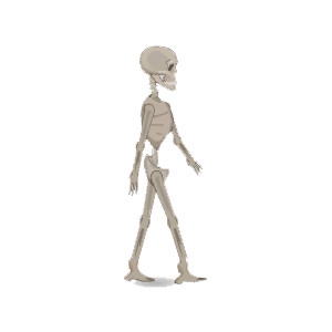 Skeleton